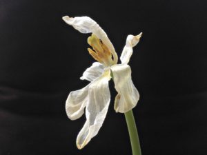 flower-white-wilted