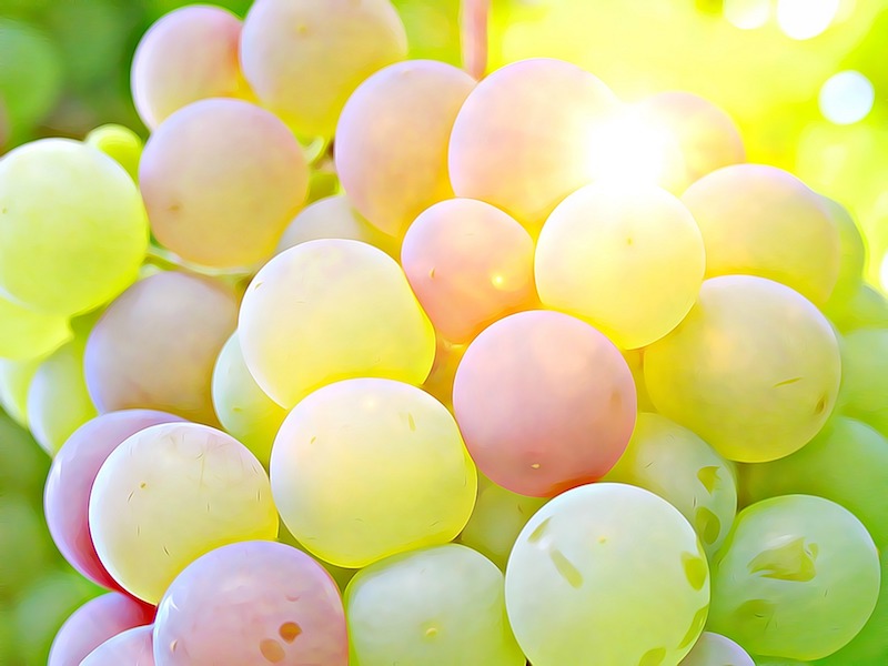 Sun shining through green wine grapes